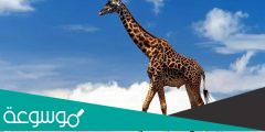 عدد فقرات رقبة الزرافة