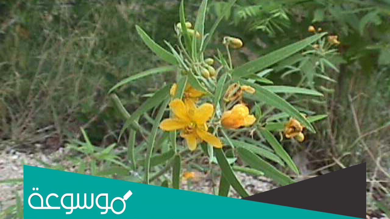 فوائد السنا مكي