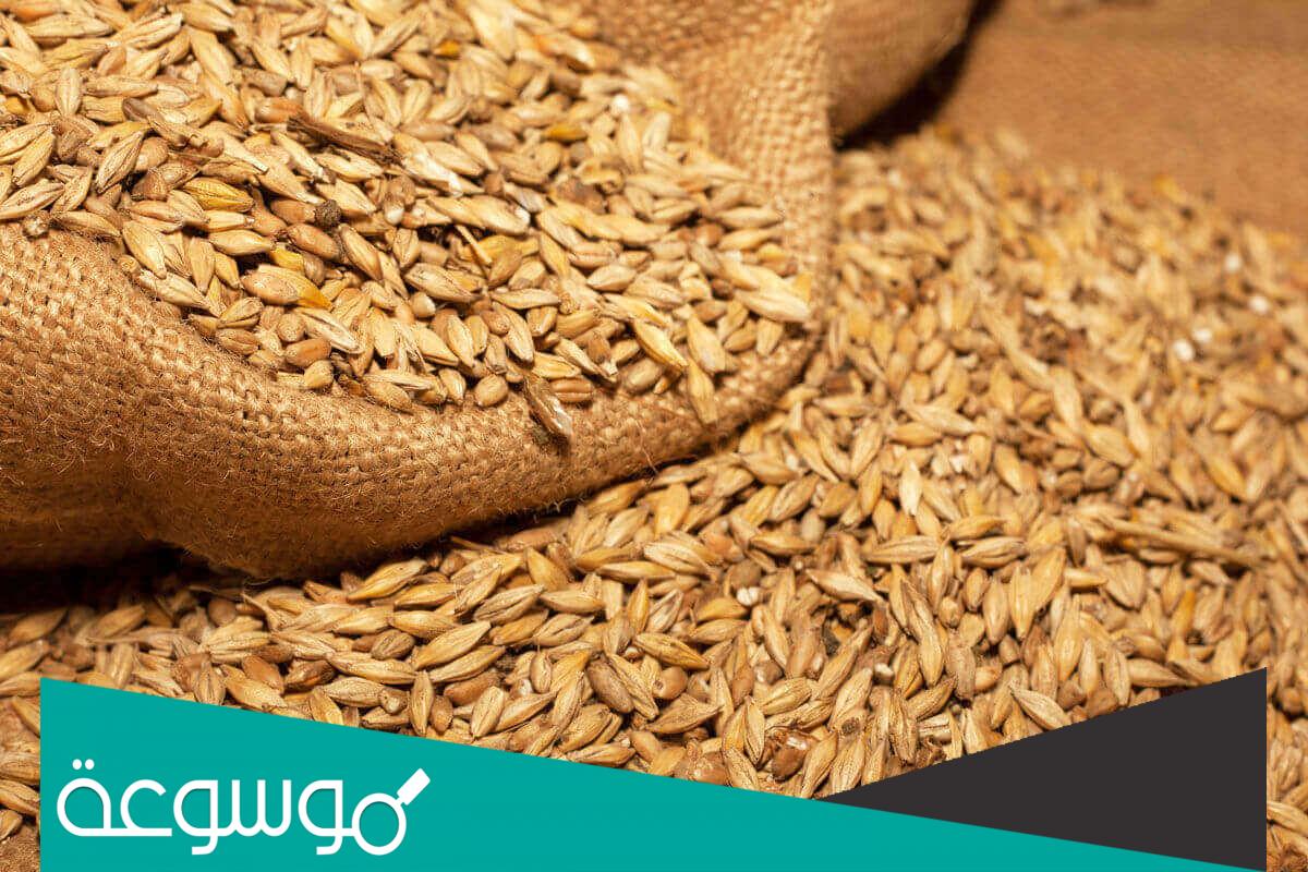 كم تبلغ اسعار الشعير