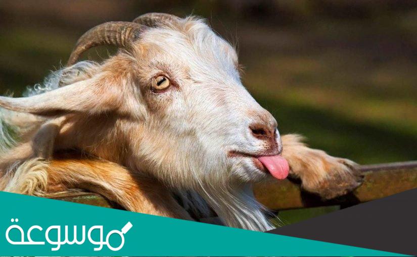 كم سعر التيس في تايلاند ؟