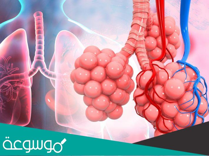 كم عدد الحويصلات الهوائية في الرئتين