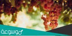 كم عدد السعرات الحرارية في العنب وأهم فوائده الصحية