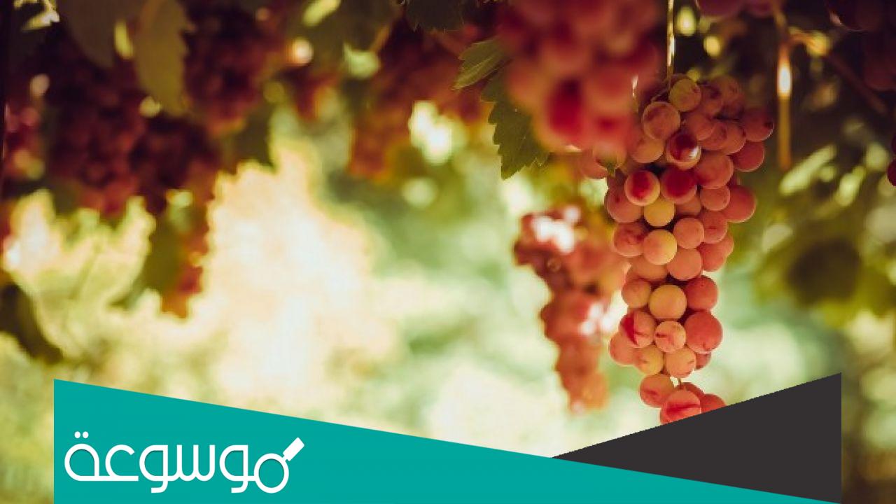 كم عدد السعرات الحرارية في العنب وأهم فوائده الصحية