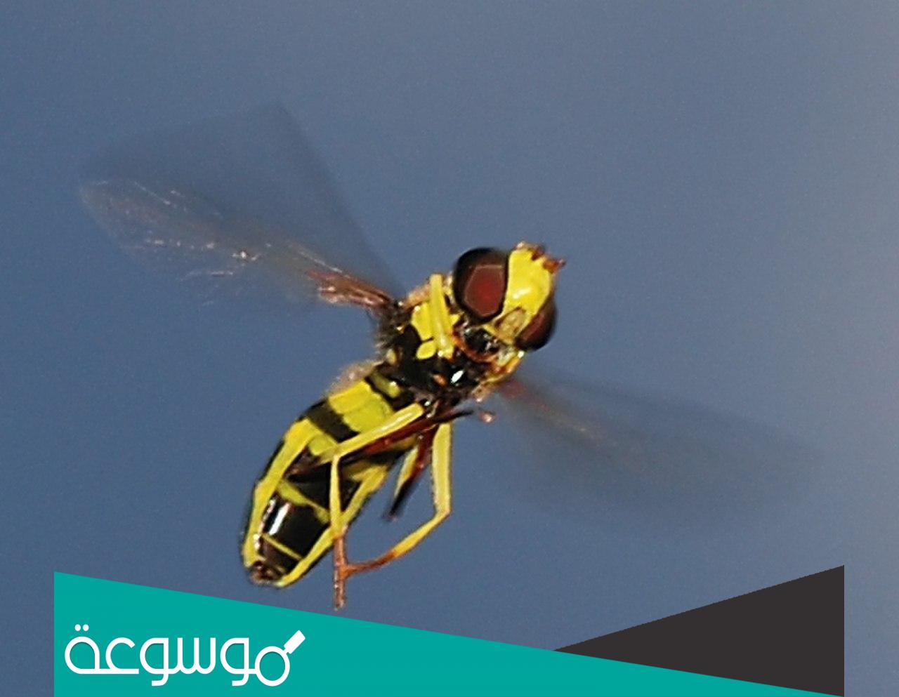 كم عدد رفرفة جناح النحلة في الثانية؟