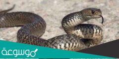 كم عدد فقرات العمود الفقرى للأفعى
