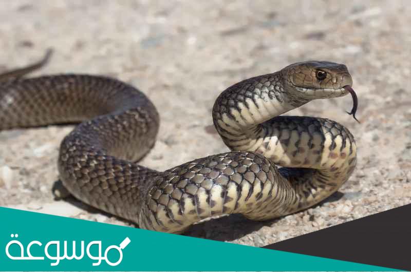 كم عدد فقرات العمود الفقرى للأفعى
