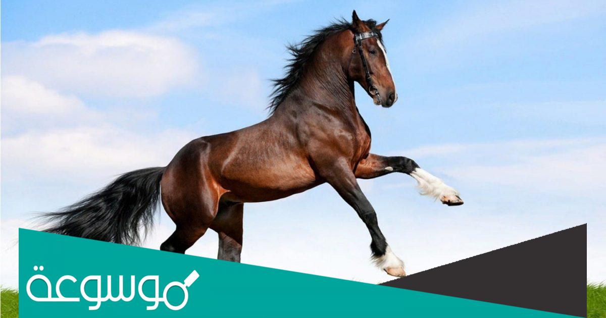 كم عدد قلوب الحصان