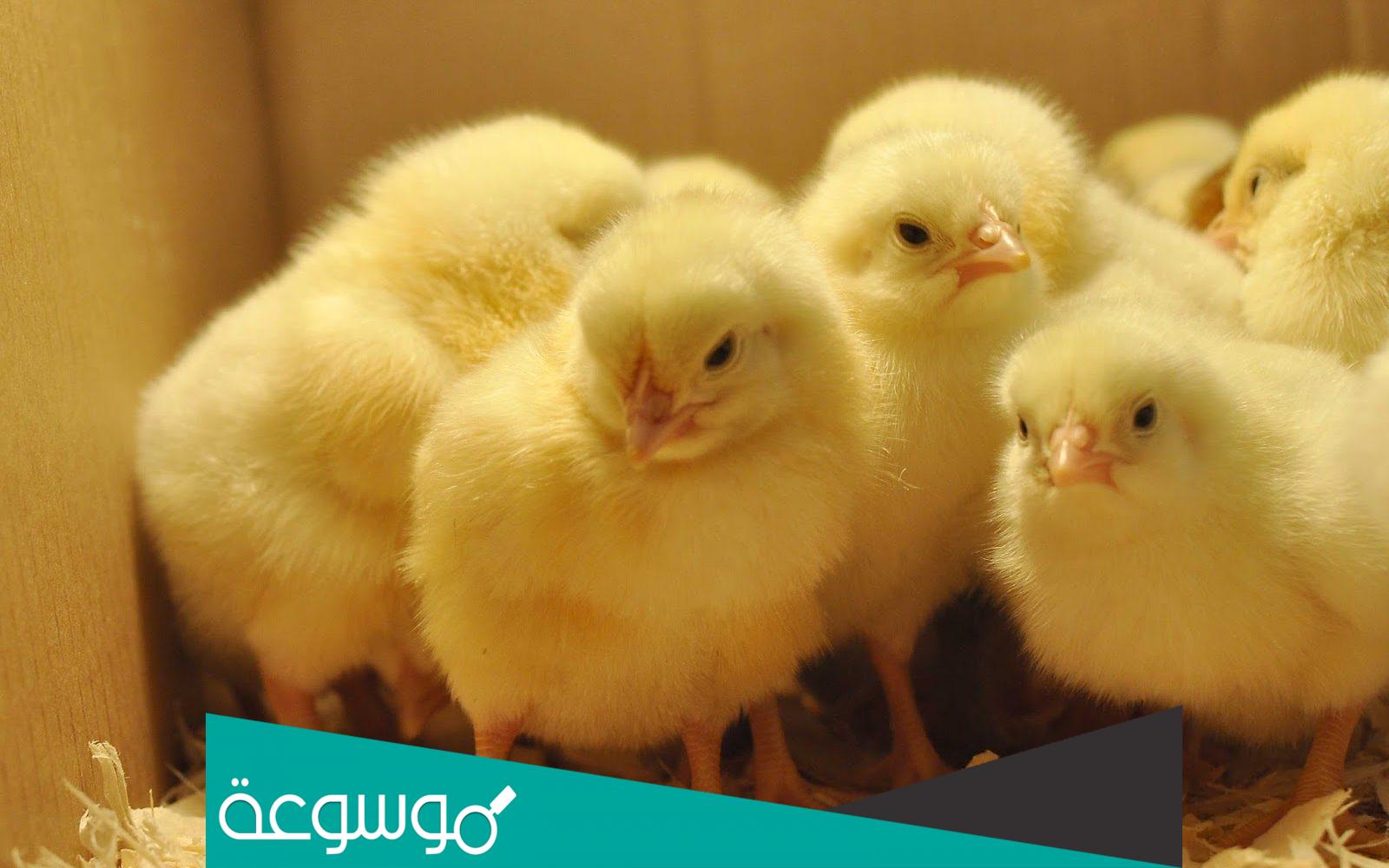 كم عمر الكتكوت الابيض عمر يوم اليوم