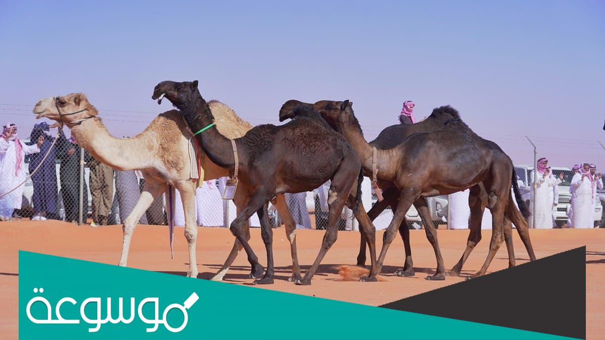 كم قيمة جائزة الشداد 2022