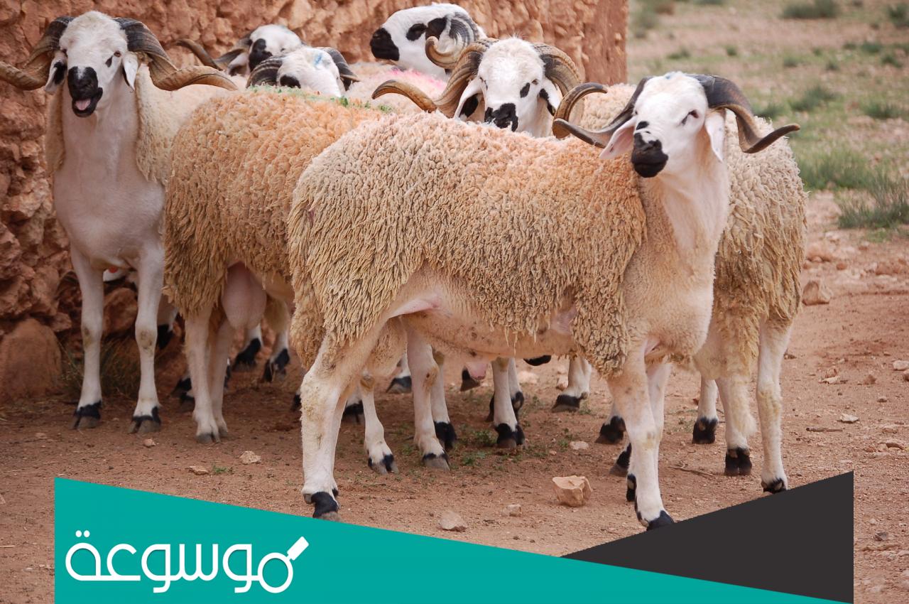 كم مدة حمل الغنم والماعز