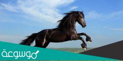 كم معدل عمر الحصان