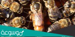 كم ملكة في خلية النحل ؟
