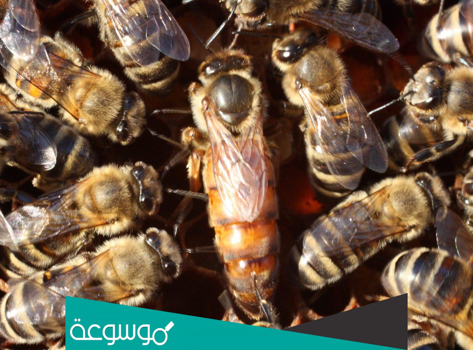 كم ملكة في خلية النحل ؟