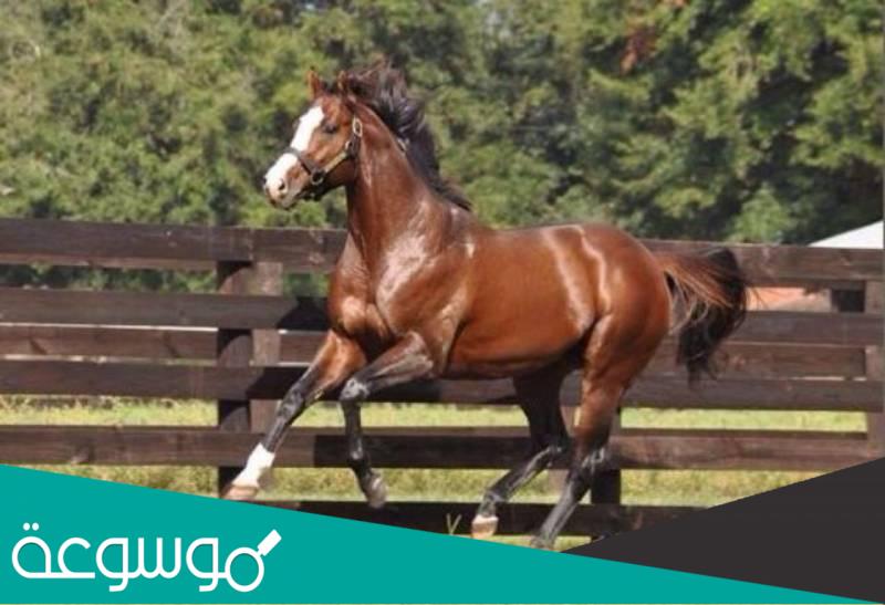كم يبلغ سعر اغلى خيل في العالم