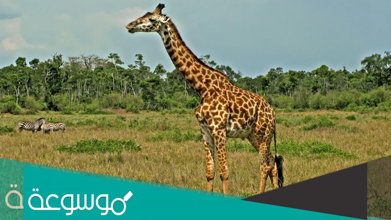 كيف تنظف الزرافه أذنها ؟