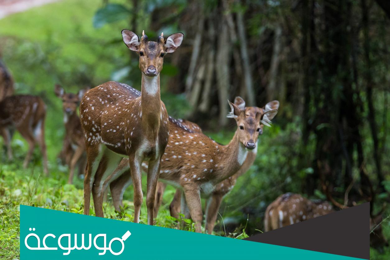 كيف يتم استخراج المسك من الغزال