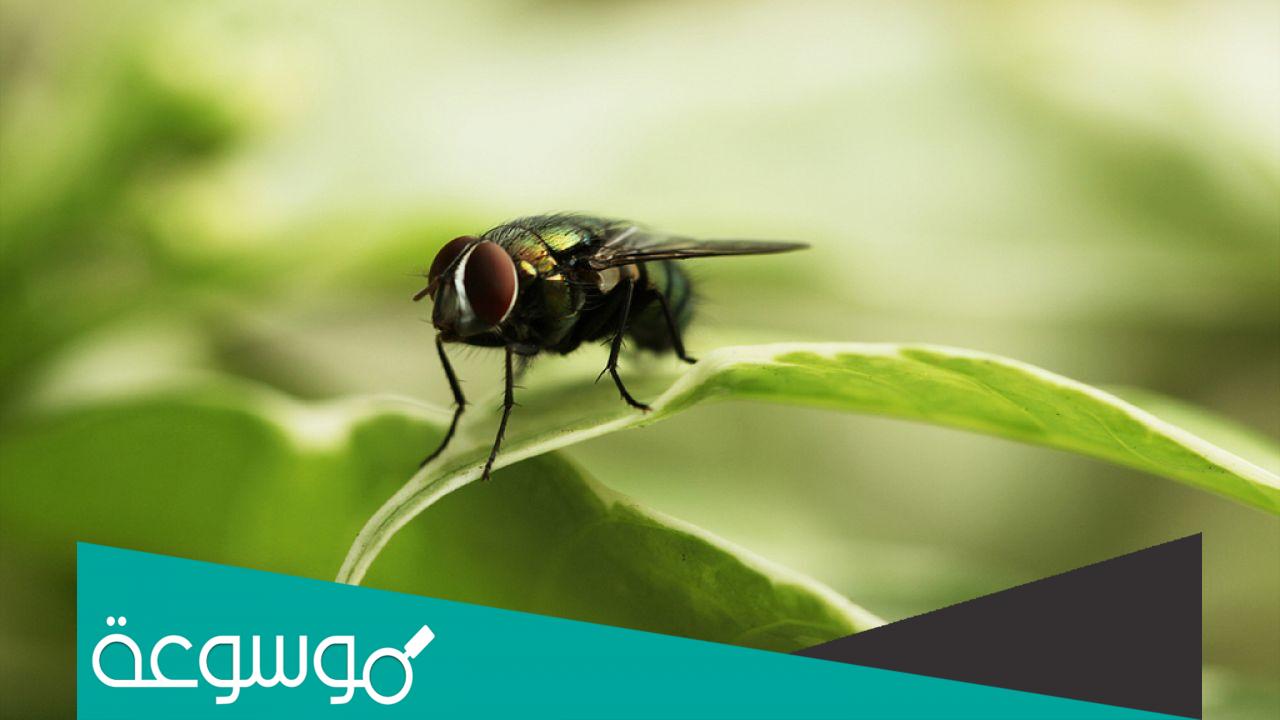 كيفية التخلص من حشرة العث