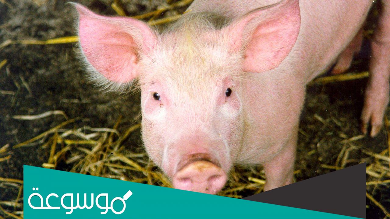 لماذا الخنزير لا يستطيع النظر للسماء