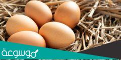 لماذا تحضن الدجاجة بيضها 21 يوم