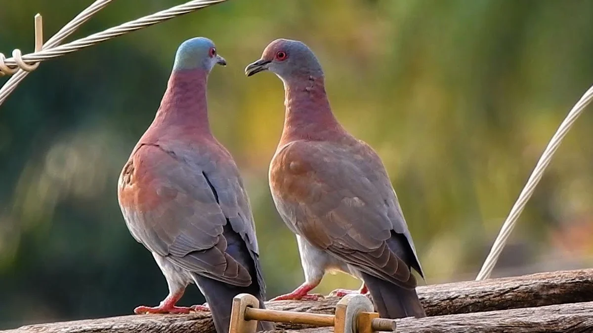 لماذا تهز الحمامة رأسها عند المشي