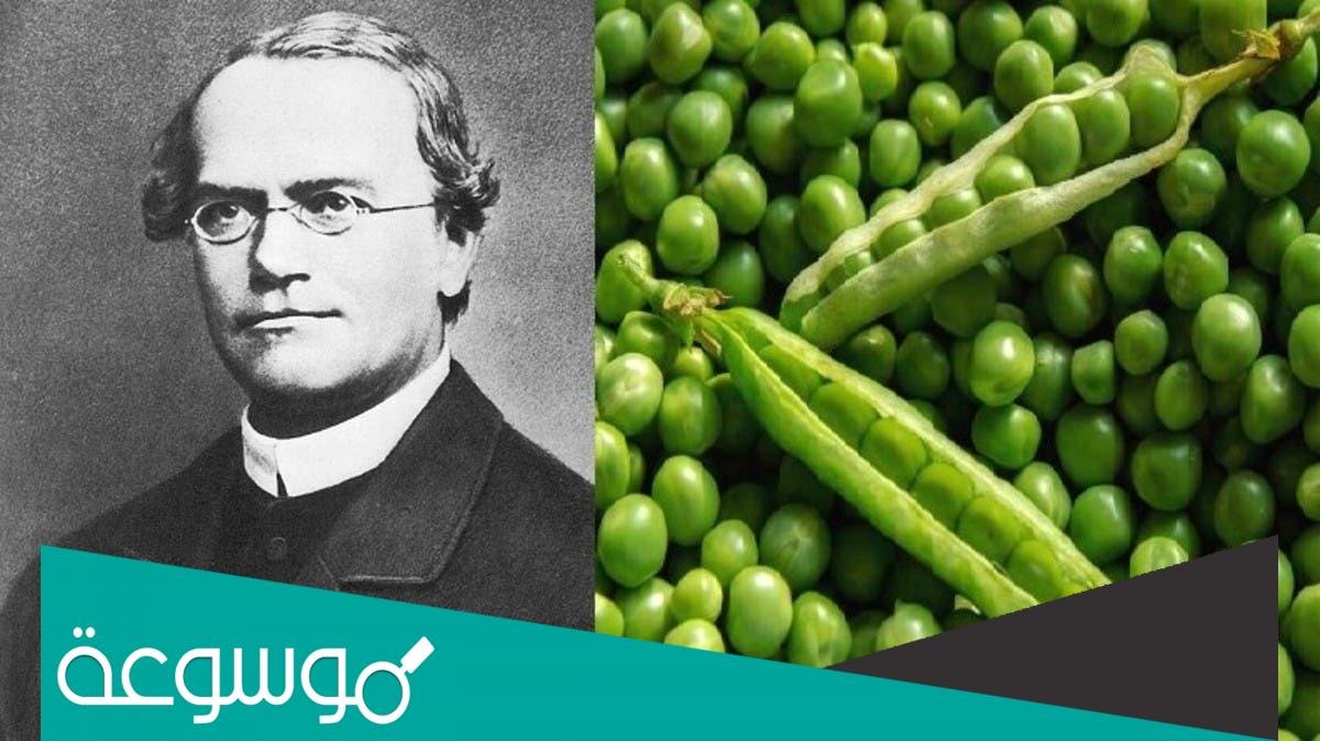 لماذا قام مندل بقص الاسدية