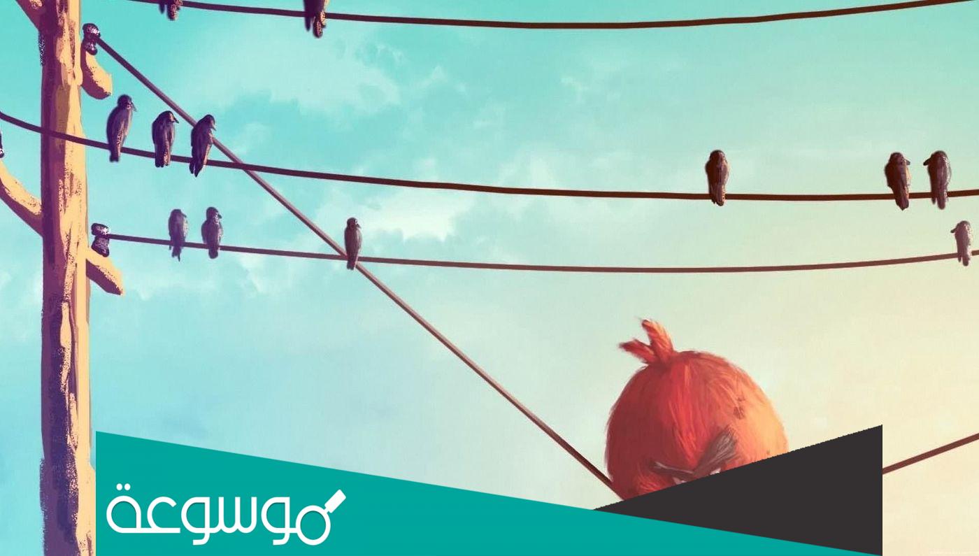 لماذا لا تتكهرب الطيور عندما تقف على أسلاك الكهرباء