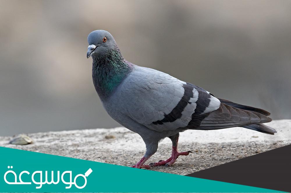 لماذا لا تقبل شهادة الطيار في المحكمة؟