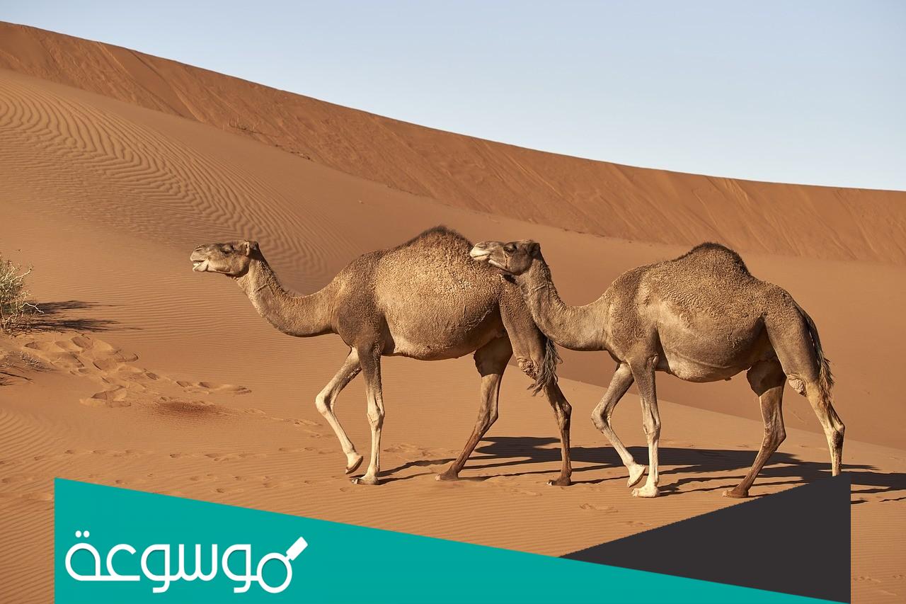 ما اصل قبيلة طي