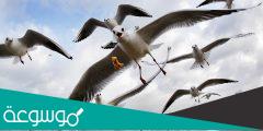 ما الذي يساعد الطيور على الطيران