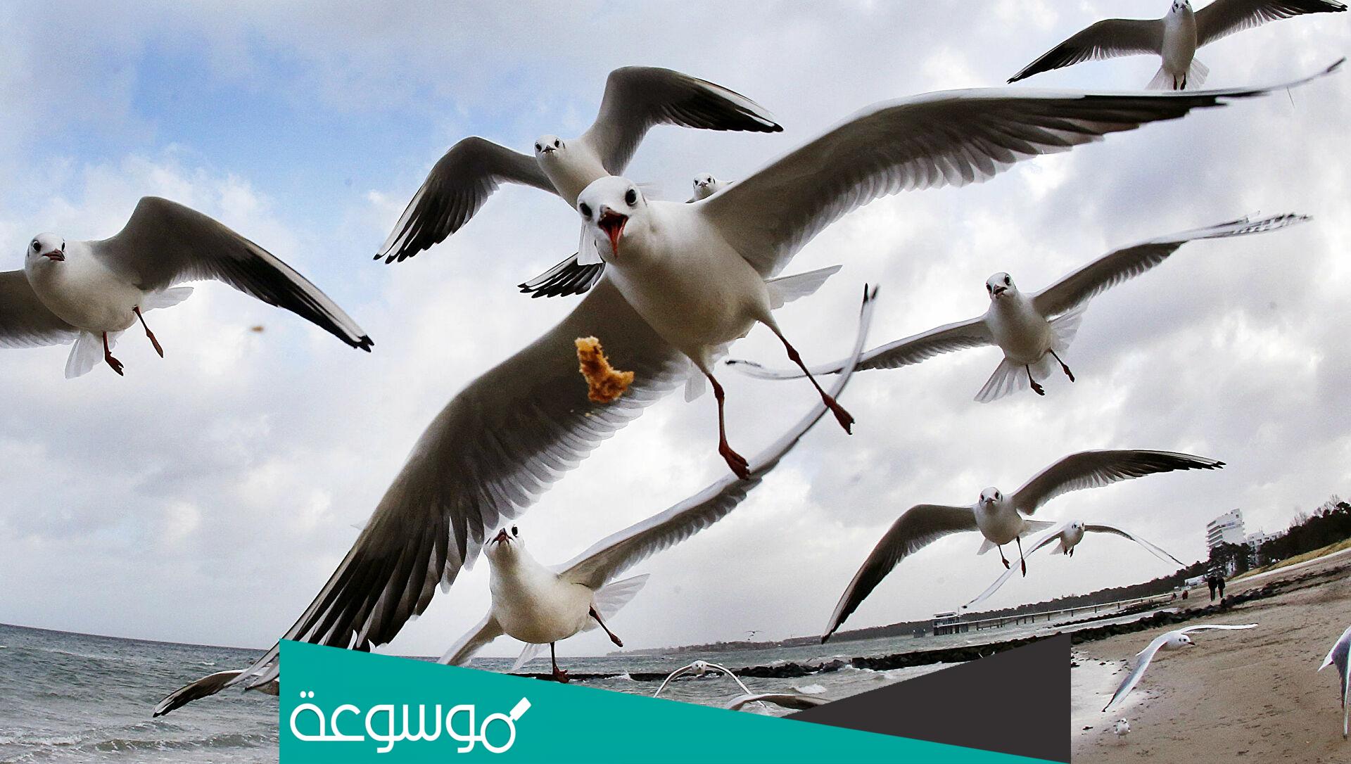 ما الذي يساعد الطيور على الطيران