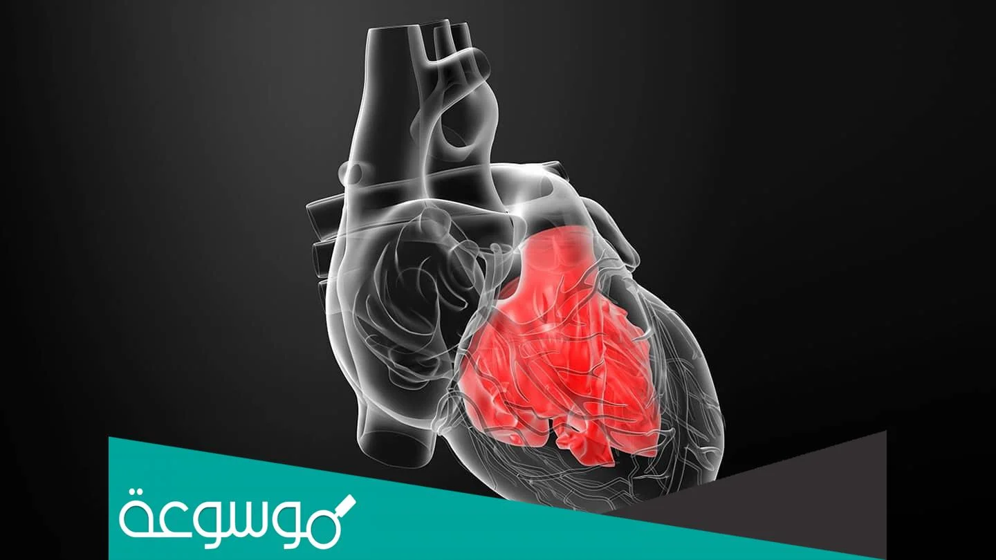 ما فائدة وجود القلب في الجسم