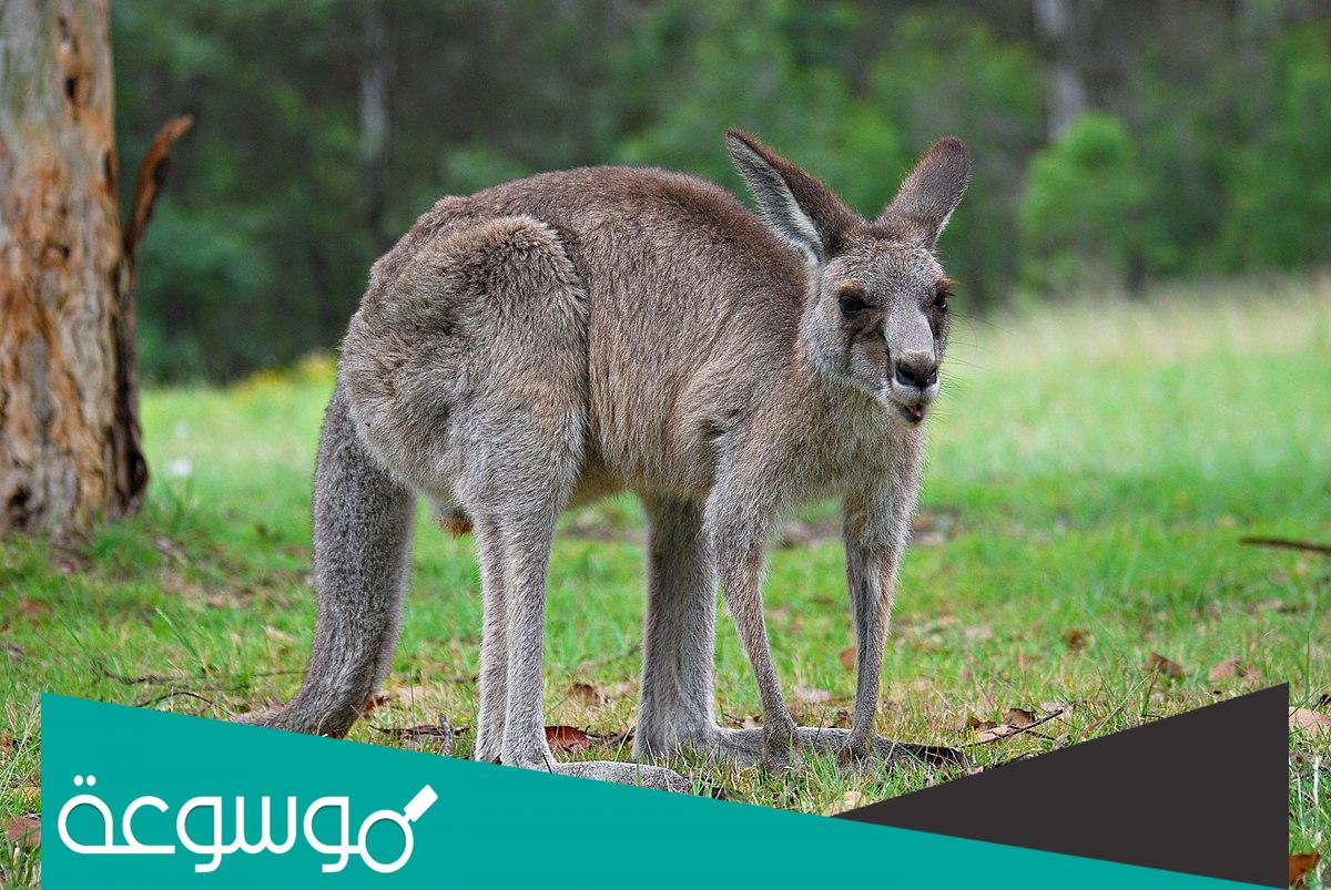 ما هو الحيوان الذي لا يشرب الماء ؟