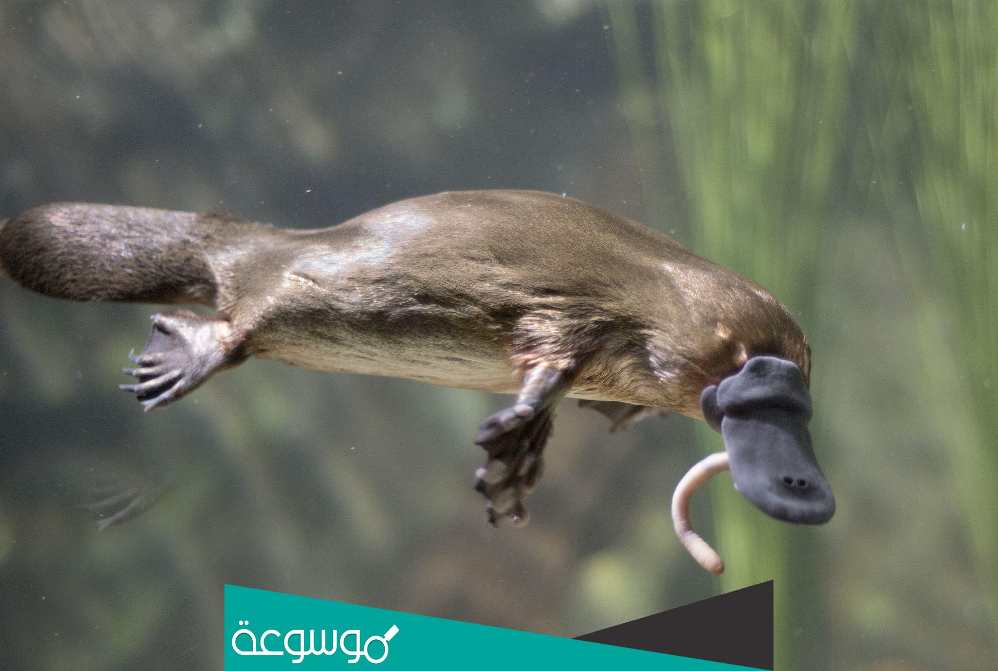 ما هو الحيوان الذي لا يملك معدة