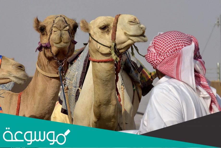 ما هو الشداد في المزاين