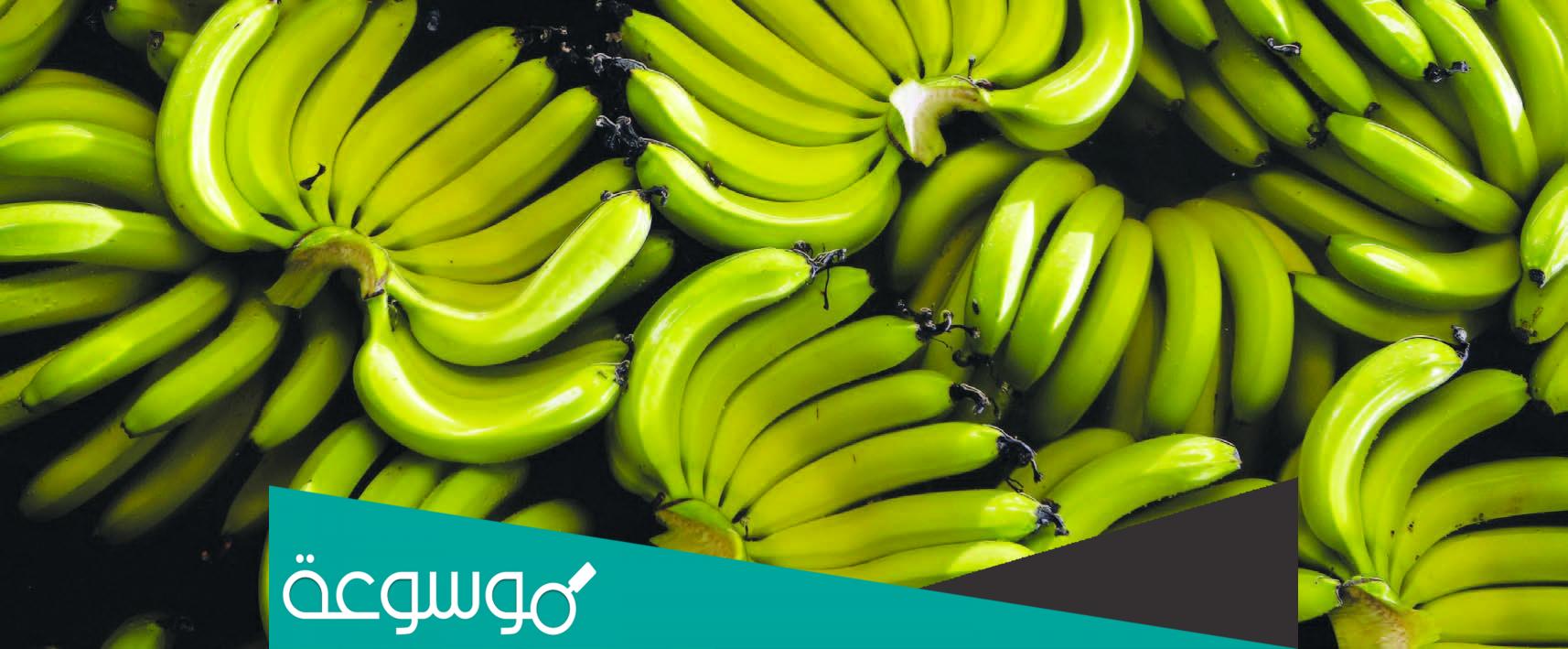 ما هو الطلح المنضود في سورة الواقعة