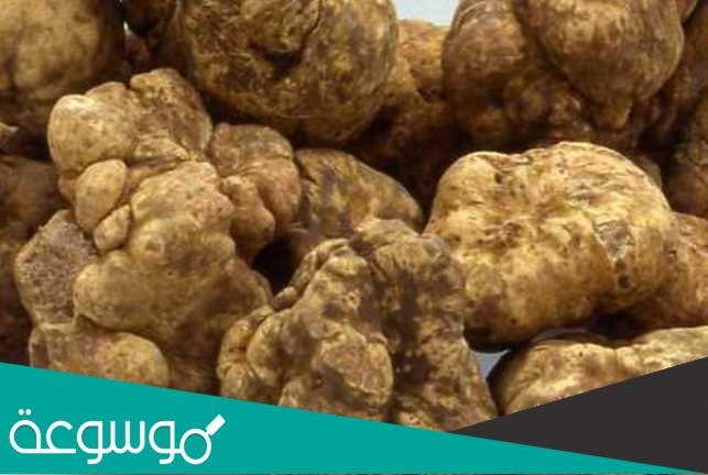 ما هو الفقع السعودي