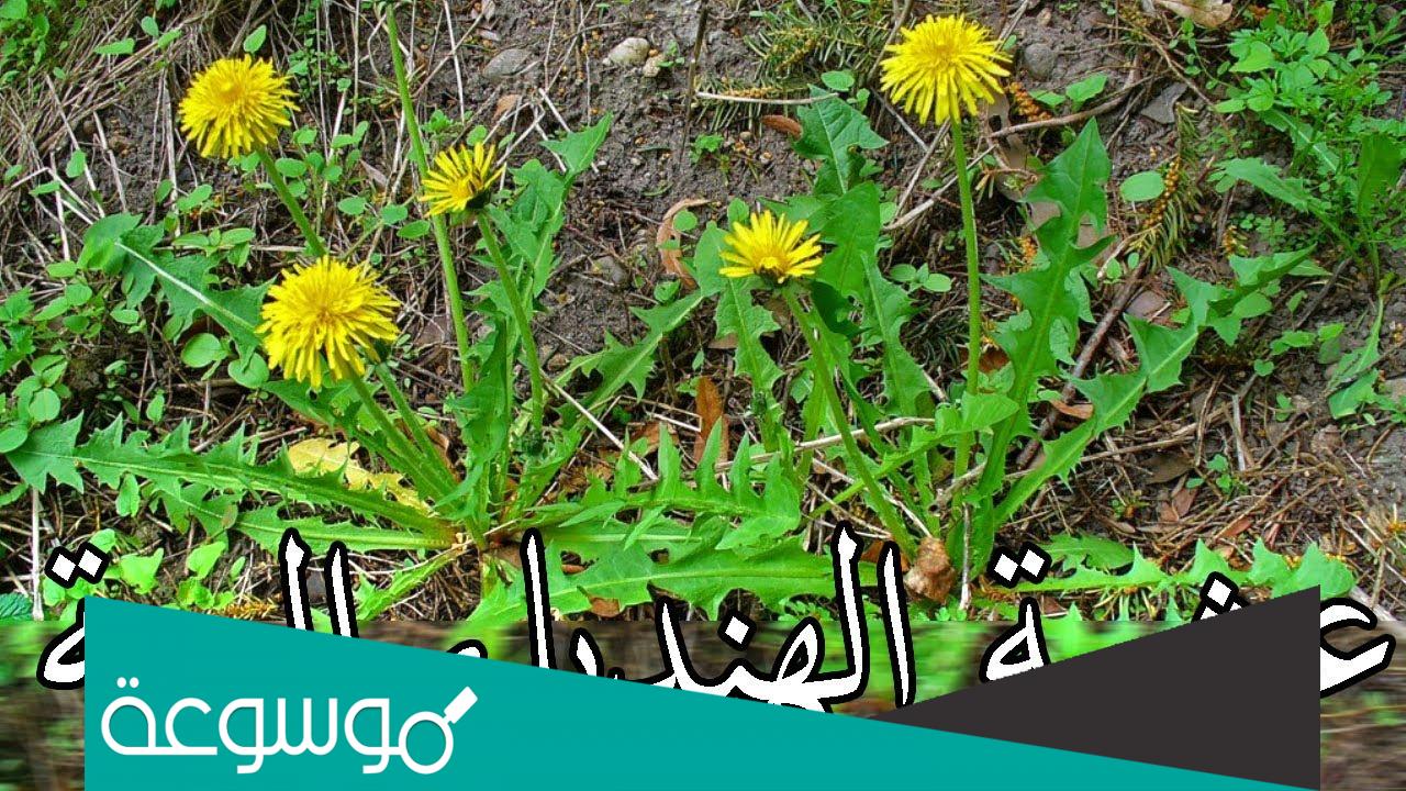 ما هو نبات الهندباء في السعودية