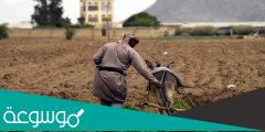 ما هي الزراعة التي اشتهرت بها اليمن؟