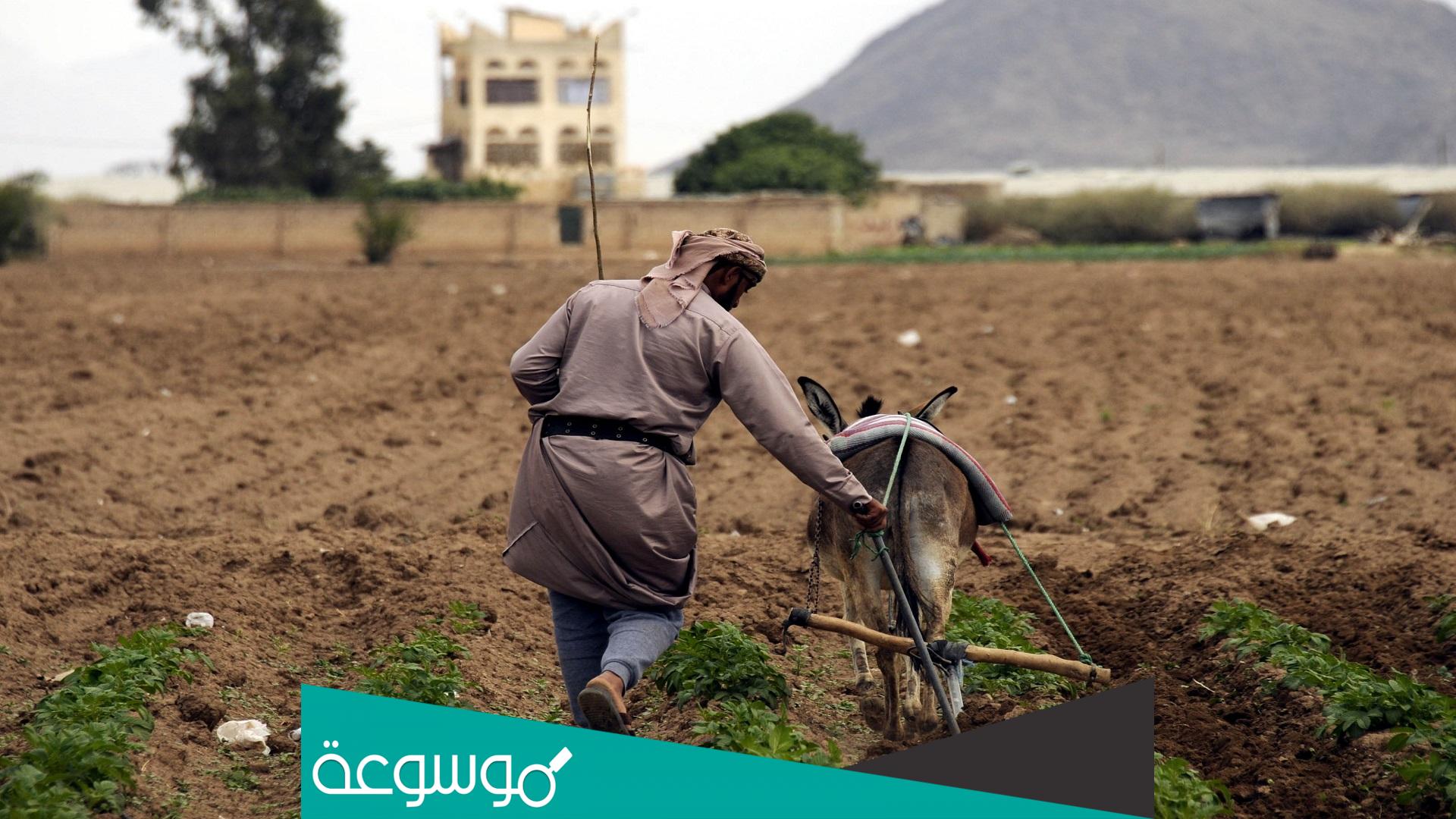 ما هي الزراعة التي اشتهرت بها اليمن؟