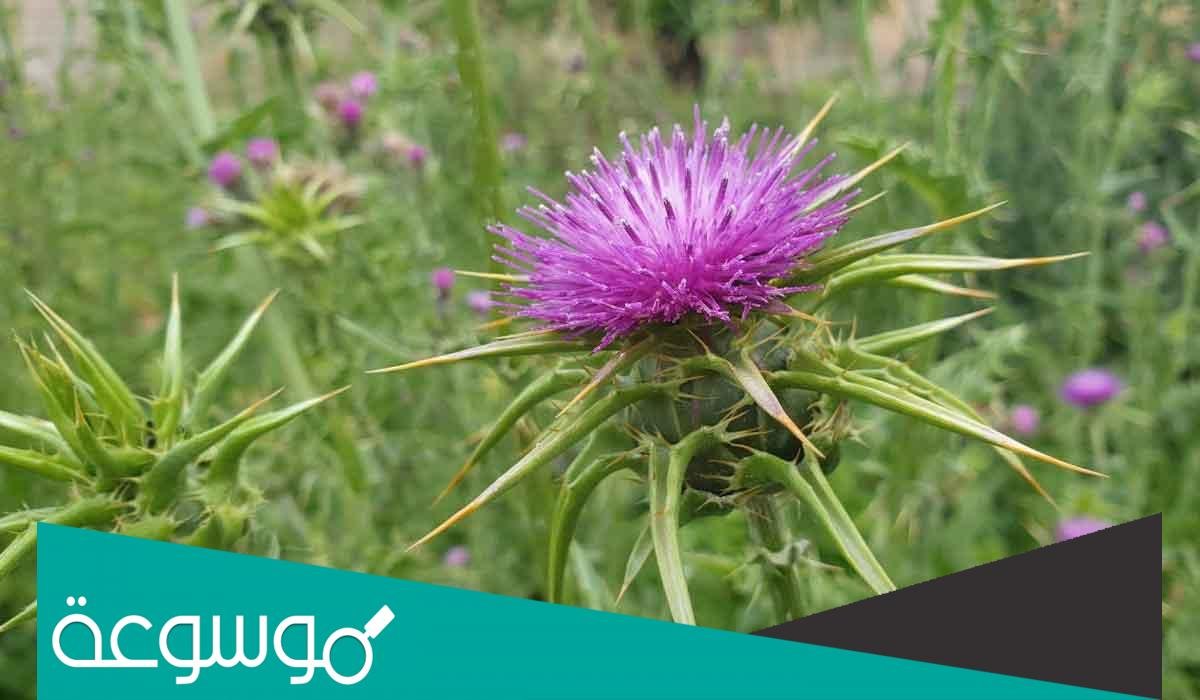 ما هي فوائد عشبة شوكة الجمل