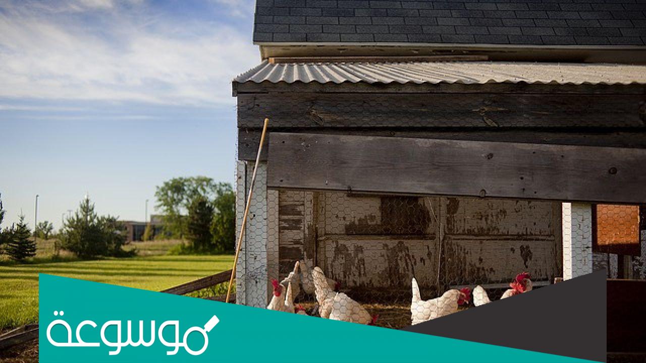 ماذا يسمى بيت الدجاج ؟