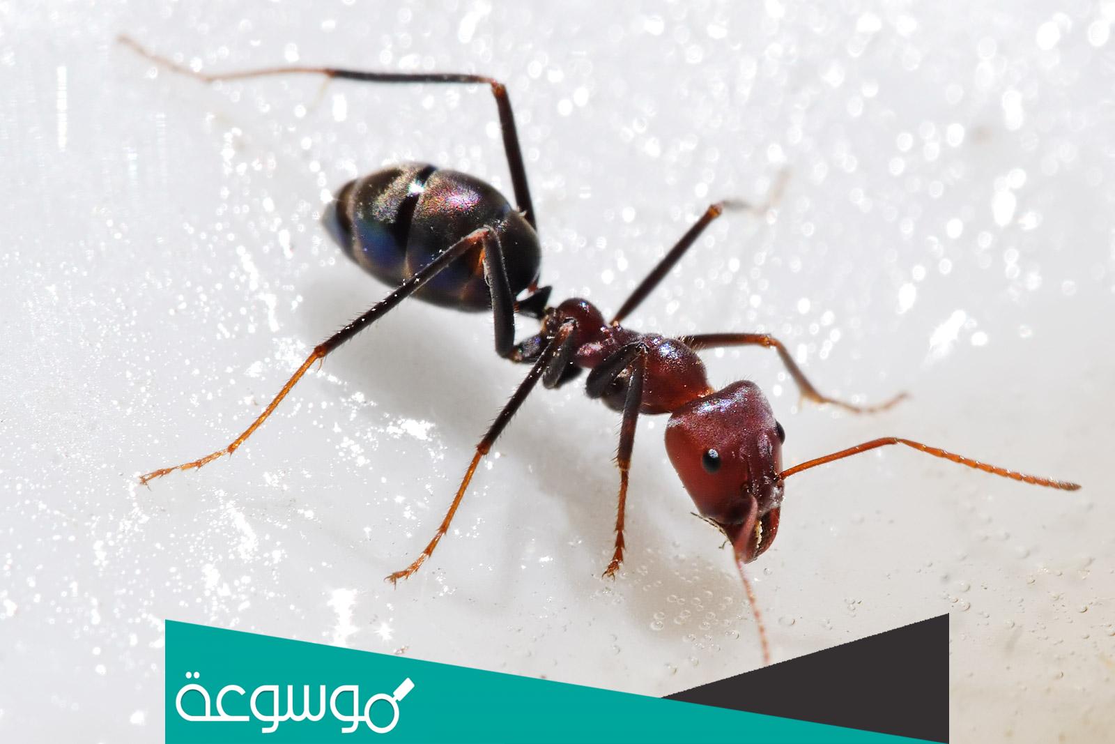 ماهي الحشرة المخلوقة من الزجاج ؟