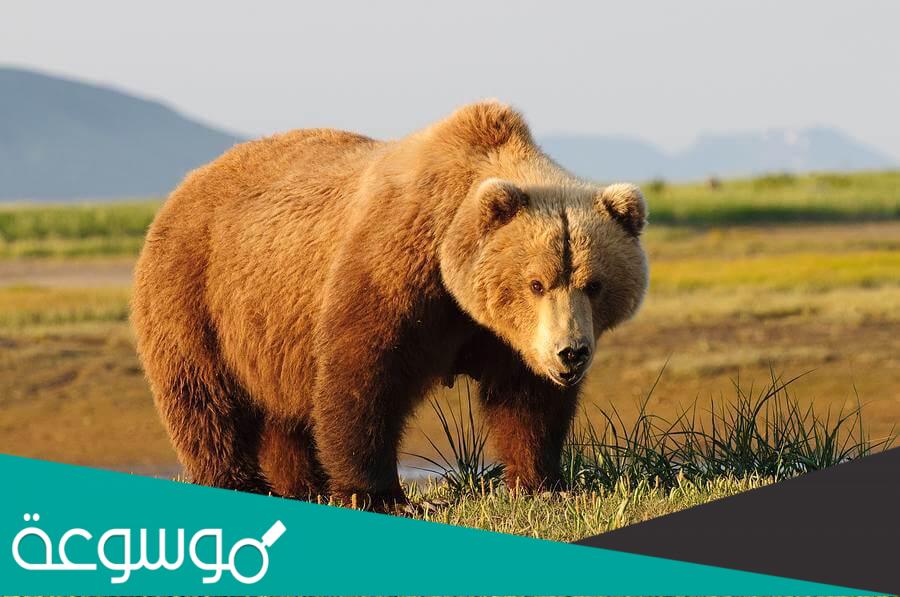 معلومات عن الدب البني