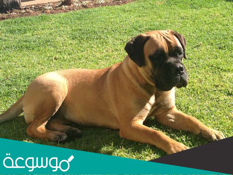 معلومات عن كلاب بول ماستيف