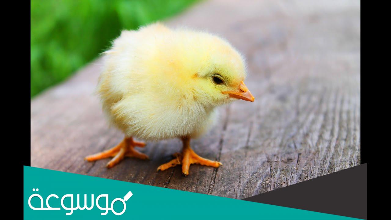 تفسير رؤية الكتاكيت في المنام حسب تفسير ابن سيرين