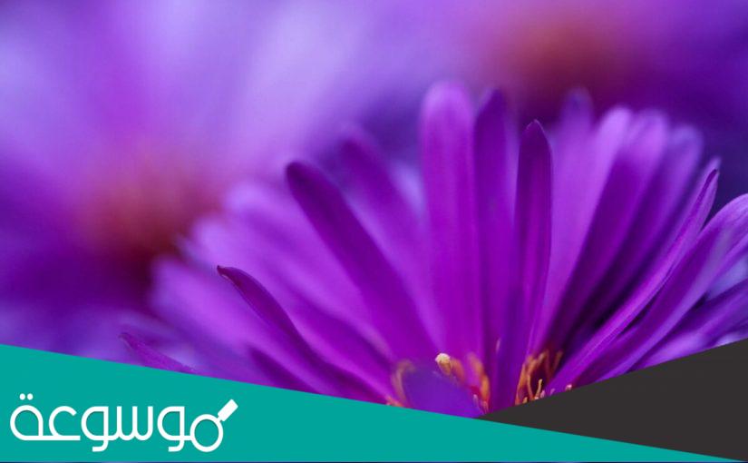 معنى اللون الموف