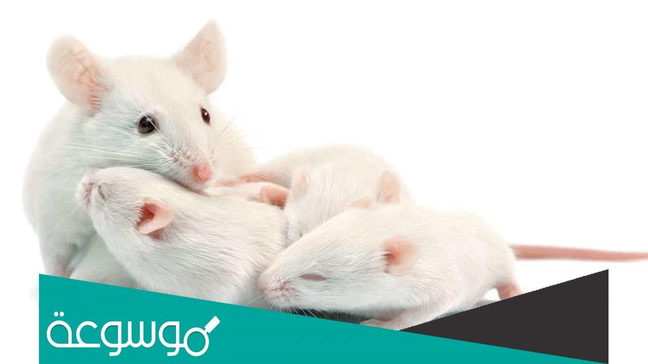 من هو اكبر جريذي في العراق