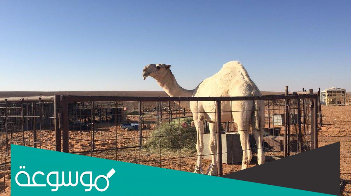 من هو عساس الحدود