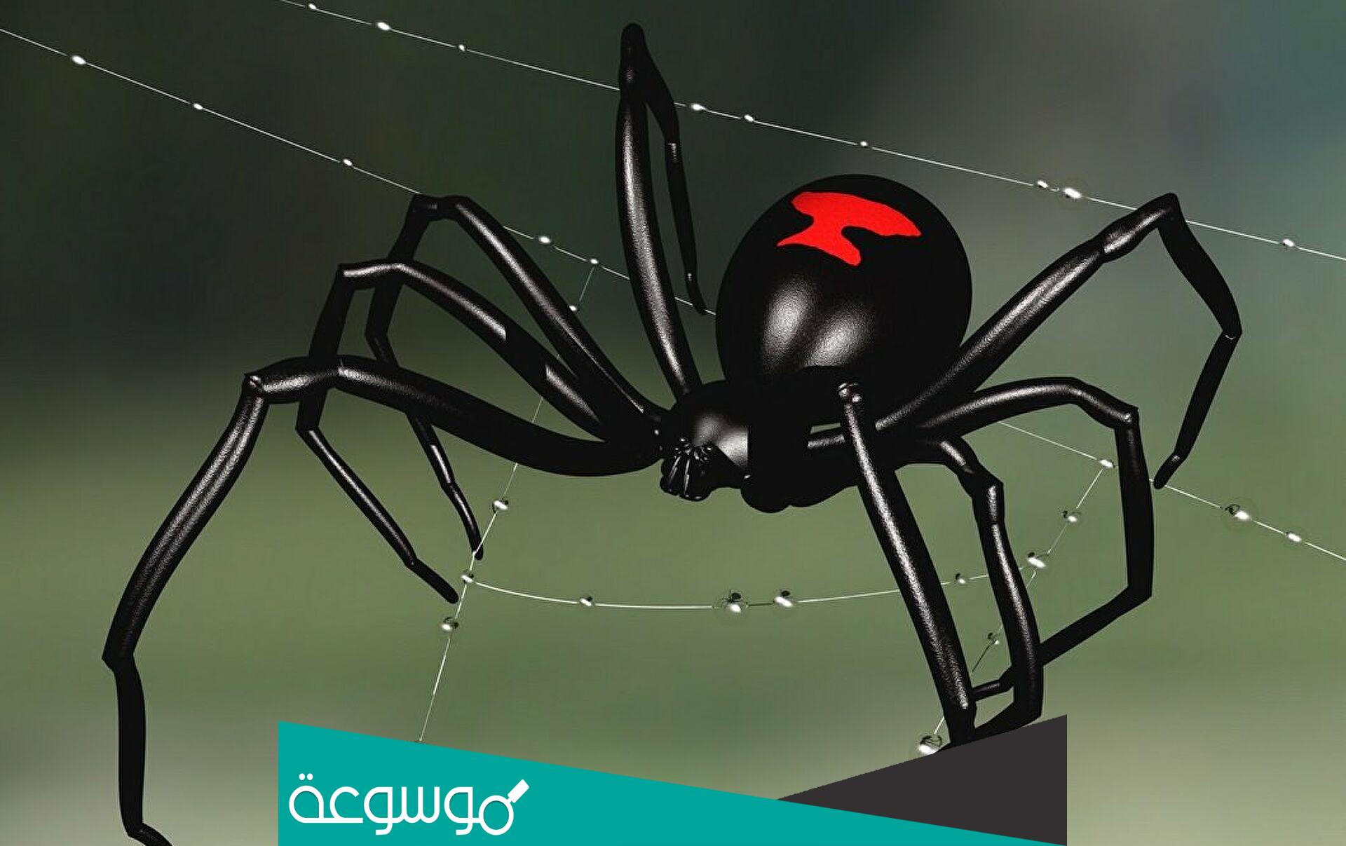 من هي الارملة السوداء اين تعيش