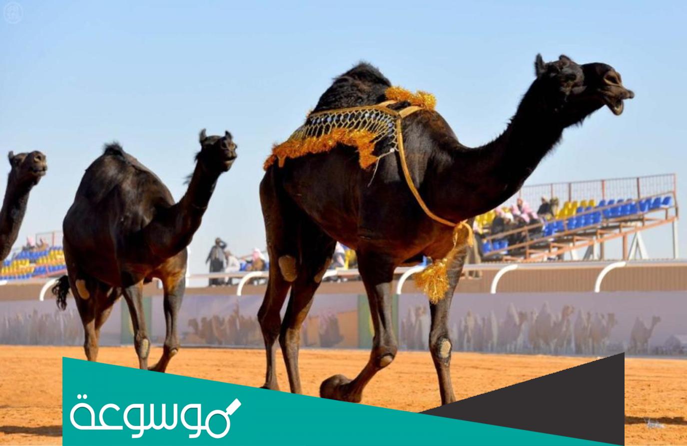 نتائج مزاين الإبل 1443 الصفر